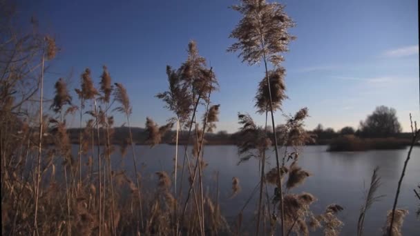 Reeds in winter wind — Stockvideo