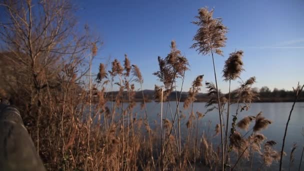Reeds in winter wind — Wideo stockowe