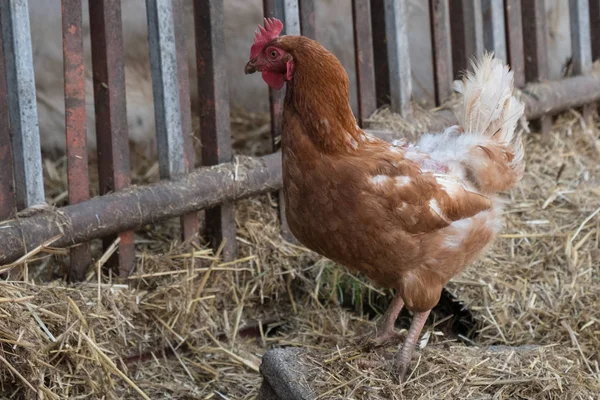 Gallina in fattoria