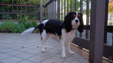 Küçük köpek bekleyen