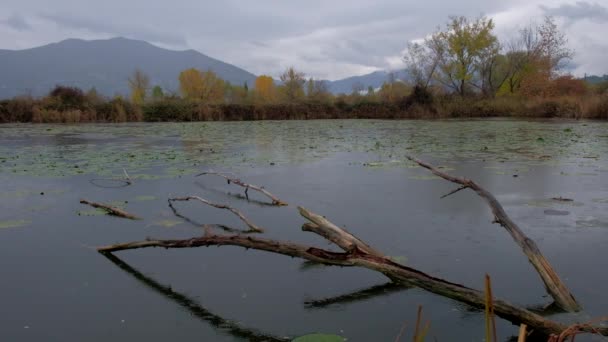 Lluvia en el pantano — Vídeo de stock