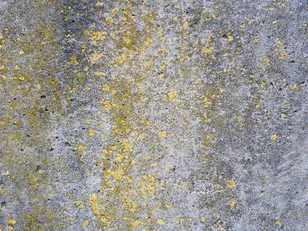 pancar sarı yosun kaplıydı