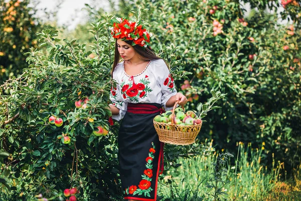 girl in ethnic dress collects apples in the basket