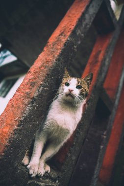 kedi evin yanında bir beton yapı oturur