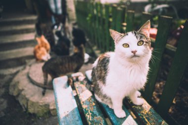 bahçede bir bankta oturmuş kabarık kedi