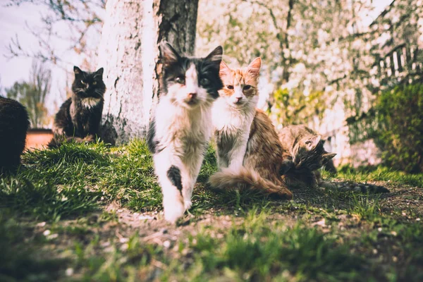 Кішки Різних Кольорів Сидіти Дивитися Біля Дерева Луг — стокове фото
