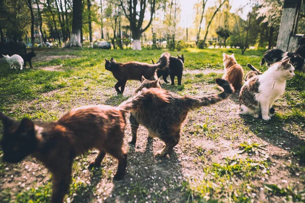 Fluffy Cats Walking Grass Park — Stock Photo, Image