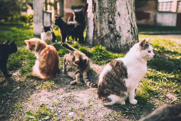 Kočky Různých Barev Vyhřívat Sluníčku Louce — Stock fotografie