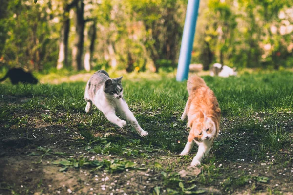 Fehér Színű Macska Fut Egy Vörös Macska Parkban — Stock Fotó