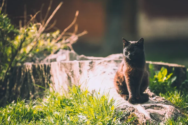 Gato Preto Está Sentado Toco Aquecendo Sol — Fotografia de Stock