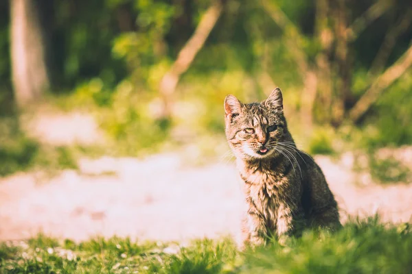 Striped Cat Sits Nature Park — Stock Photo, Image