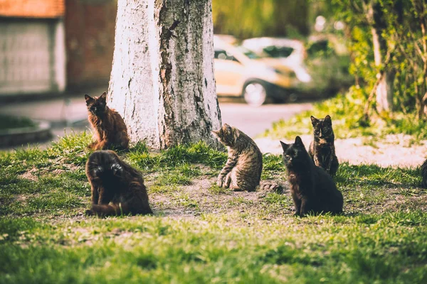 Schwarze Und Gestreifte Katzen Ruhen Park — Stockfoto