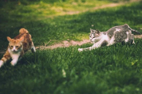 两只猫在公园里玩耍和奔跑 — 图库照片
