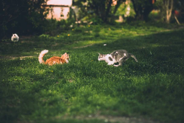 Two Funny Cats Playing Park — Stock Photo, Image