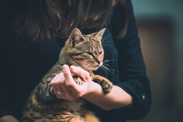 Ragazza Sta Prendendo Cura Gatto Strisce Nelle Mani — Foto Stock