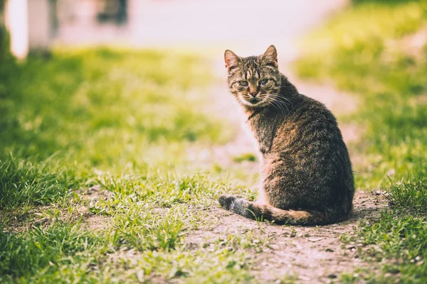 Gato Adulto Senta Caminho Parque — Fotografia de Stock