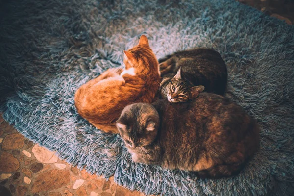 Три Коти Різних Кольорів Лежать Килимку — стокове фото