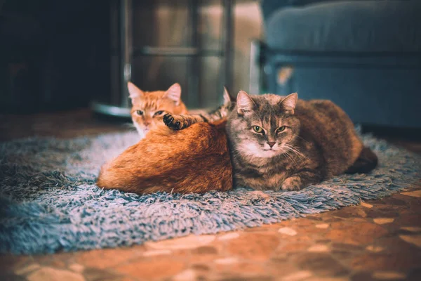 Two Cats Red Hue Lay Floor Room — Stock Photo, Image