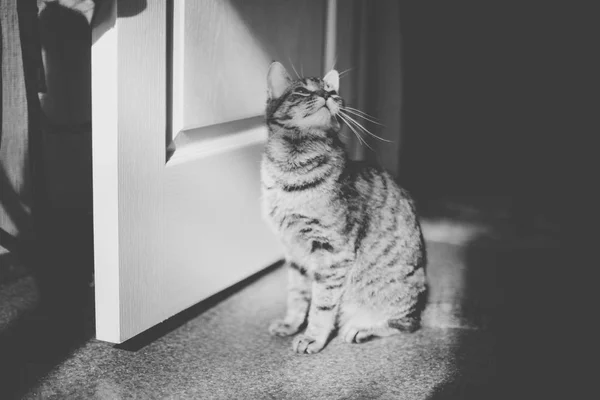 Gato Listrado Examina Quarto Perto Porta — Fotografia de Stock