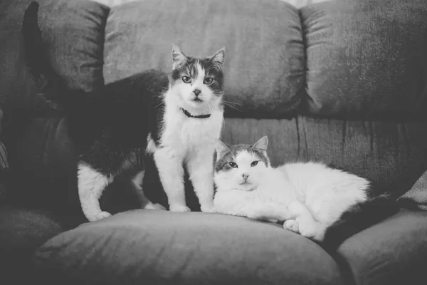 Siyah Beyaz Renkteki Iki Kabarık Kedi Evde Kanepe Üzerinde Tutun — Stok fotoğraf