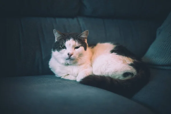 cat with black and white color lays on the sofa in the room