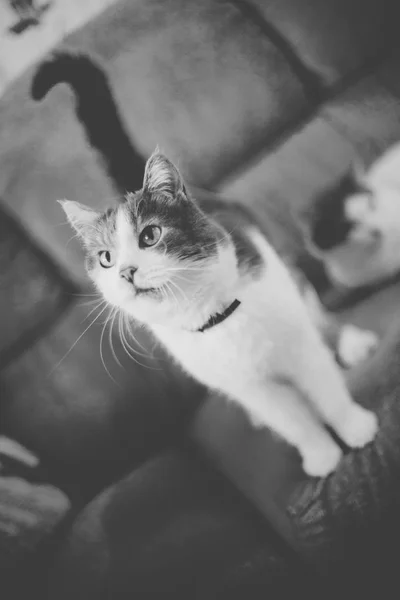 Fekete Foltokkal Fehér Macska Áll Szobában Kanapén — Stock Fotó