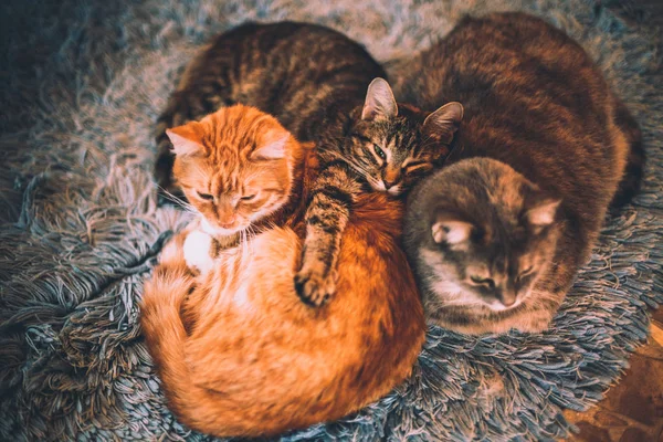 Three Cats Warming Themselves Rug House — Stock Photo, Image