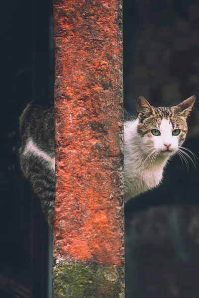 黑白相间的猫在街上的篱笆上坐着 — 图库照片