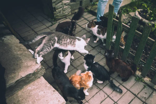 Katzen Spazieren Hof Ums Haus — Stockfoto