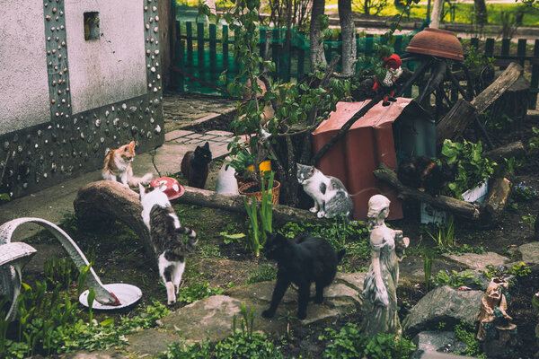 group of cats are walking in the yard near the house