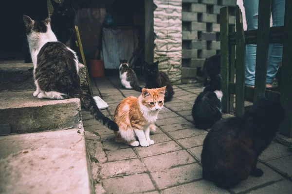 入口近くの家の領土に猫が座っています — ストック写真