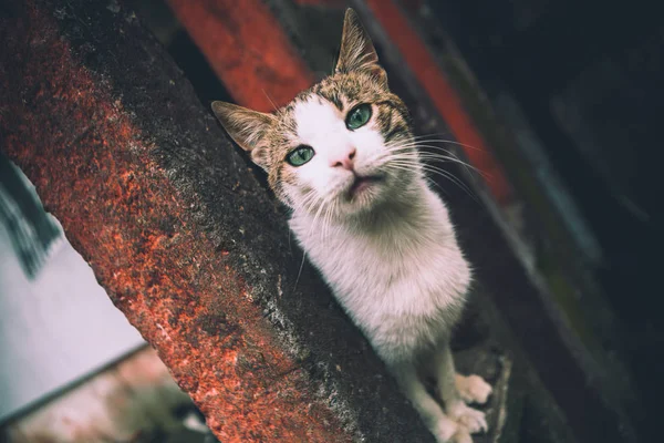 绿眼睛的猫站在房子附近的篱笆上 — 图库照片