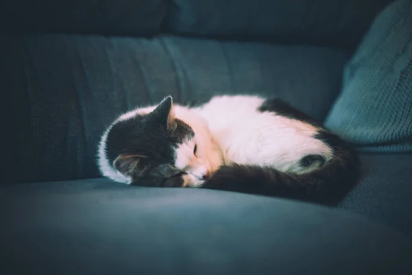 cat with black and white color sleeps on the sofa in the hallway