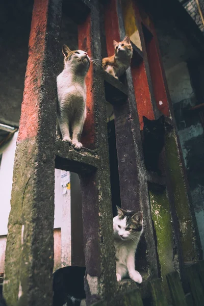 Кошки Сидят Бетонной Конструкции Виде Прямоугольника Возле Дома — стоковое фото