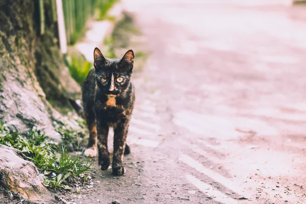 Gato Está Parado Lado Estrada Sozinho — Fotografia de Stock