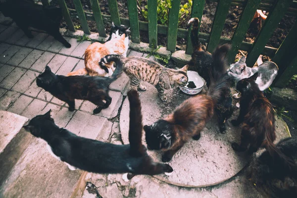 Grupo Gatos Cores Diferentes Come Quintal — Fotografia de Stock