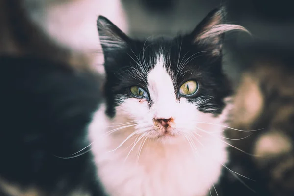 Чорний Кіт Білим Кольором Зеленими Очима Дивиться Лінзу — стокове фото