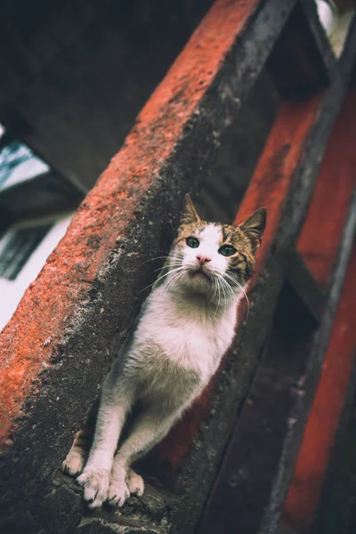Kočka Sedí Konkrétní Struktuře Nedaleko Domu — Stock fotografie