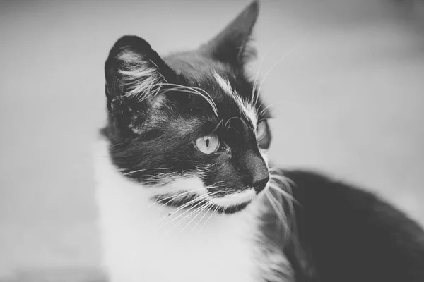 Černo Bílé Fotografie Kočky Profilu — Stock fotografie