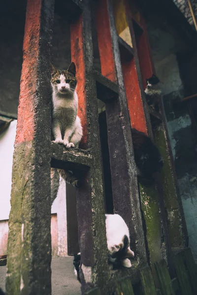 Quatre Chats Assis Sur Une Structure Béton Dans Rue — Photo