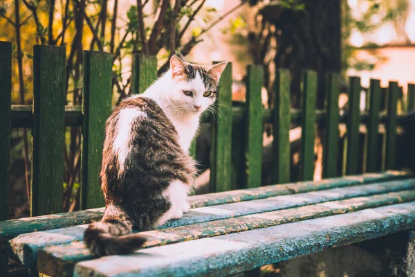 Gato Cor Branca Senta Banco Rua — Fotografia de Stock