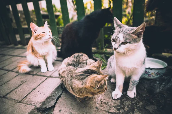 Čtyři Kočky Sedět Dvoře Nedaleko Útulku — Stock fotografie
