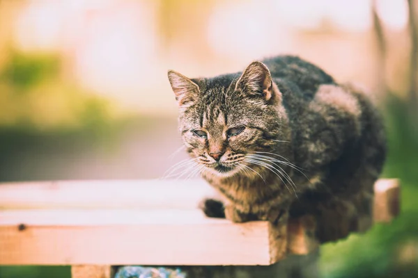 Gatto Con Malattia Degli Occhi Seduto Una Panchina — Foto Stock
