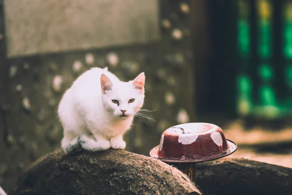 白色小猫坐在一块石头附近的盘子 — 图库照片