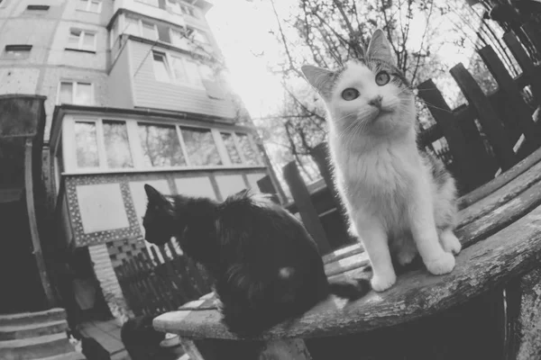 两只猫坐在门廊附近的长凳上 — 图库照片