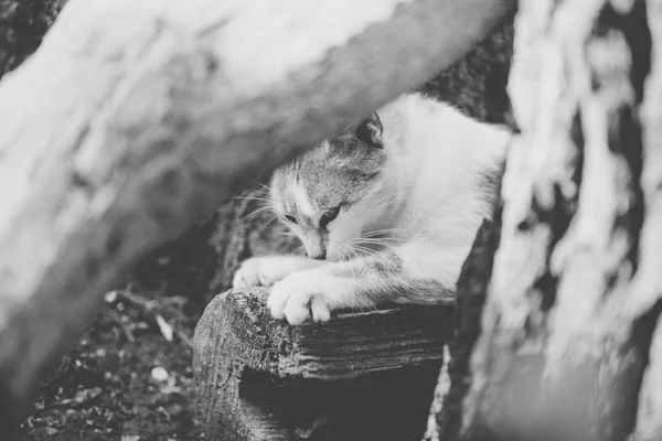 Kedi Uzanır Pençeleri Ağacında Keskinleştirmek — Stok fotoğraf