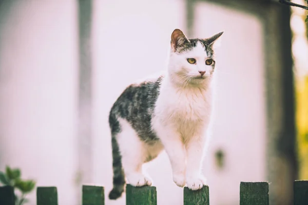 Gattino Alza Sulla Recinzione Guarda Giù — Foto Stock