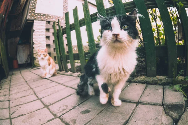 Dvě Kočky Sedí Zem Vedle Plotu — Stock fotografie