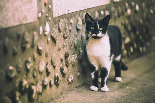 Kočka Černé Bílé Barvy Stojí Zdi Domu — Stock fotografie