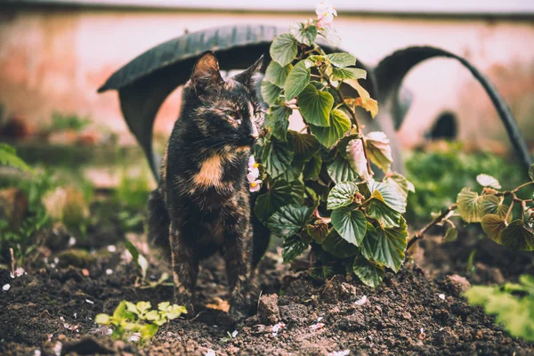 Cat Brown Black Color Sits Garden Herb — Stock Photo, Image